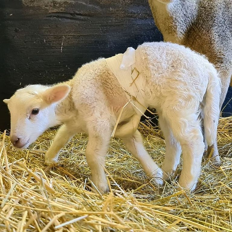 الحمل "دوللي" بصحة جيدة