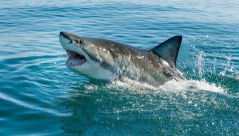 أسماك القرش نادرا ما تهاجم البشر- أرشيفية