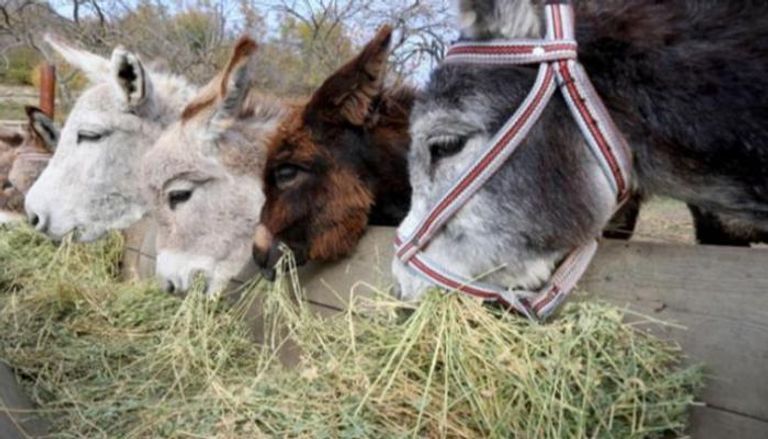الحمير المضبوطة استخدمت لإطعام الكلاب