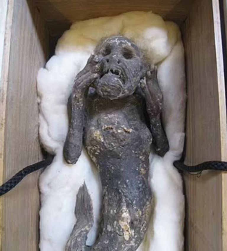 مومياء حورية البحر في اليابان