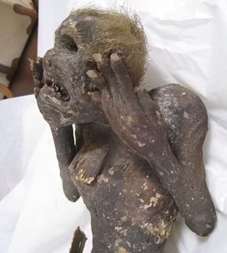 مومياء حورية البحر في اليابان