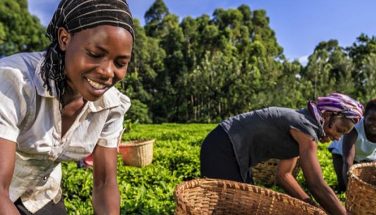 عاملات بمزارع الشاي بكينيا- أرشيفية