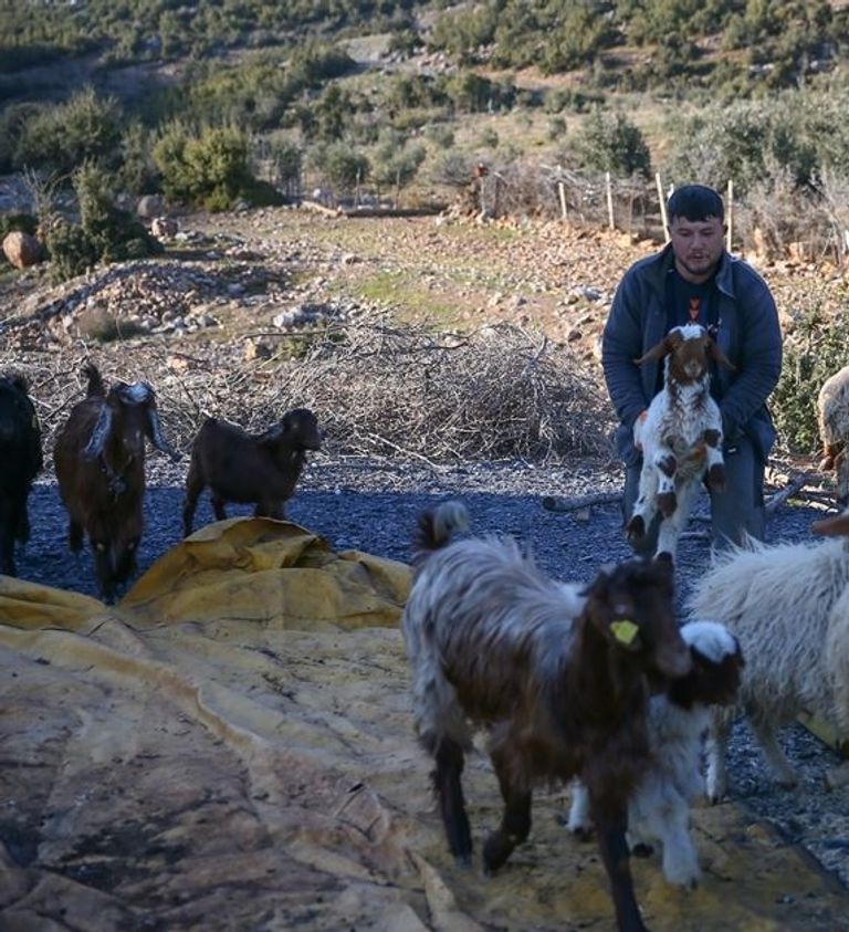 إنقاذ خراف من تحت أنقاض زلزال تركيا