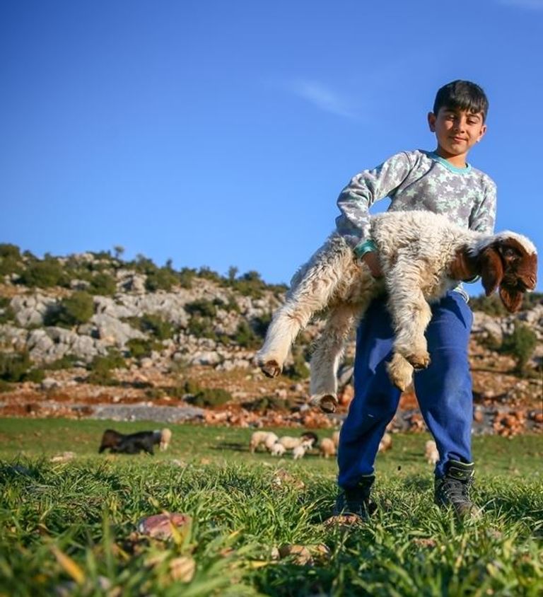 إنقاذ خراف من تحت أنقاض زلزال تركيا