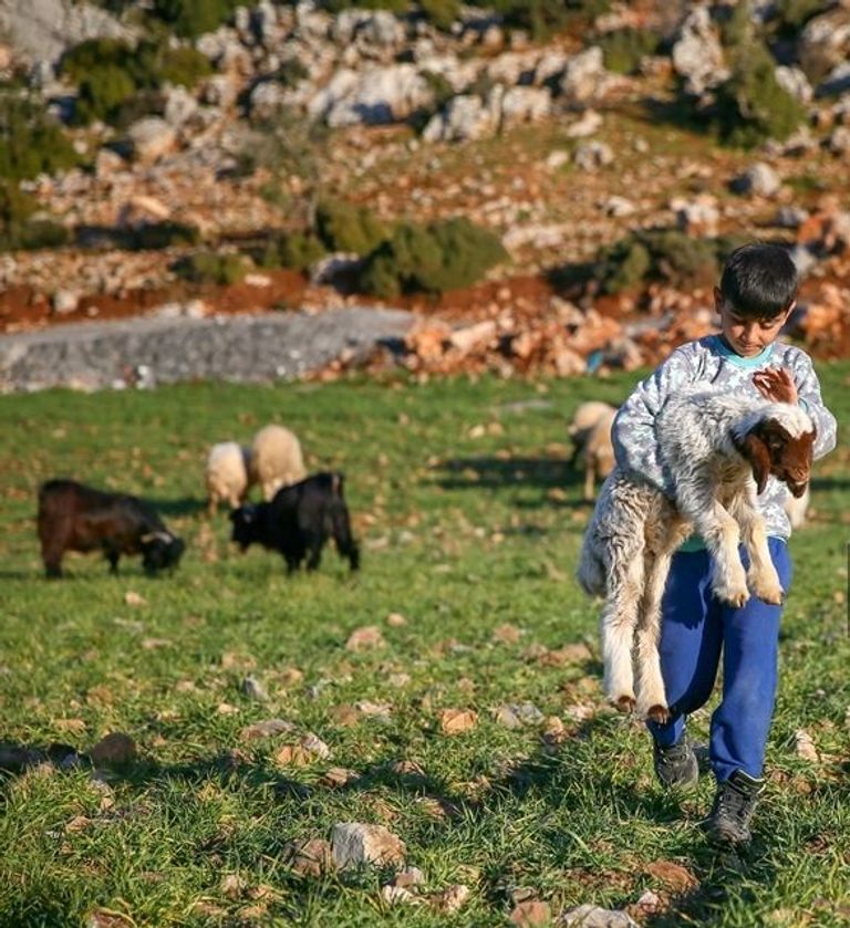 إنقاذ خراف من تحت أنقاض زلزال تركيا