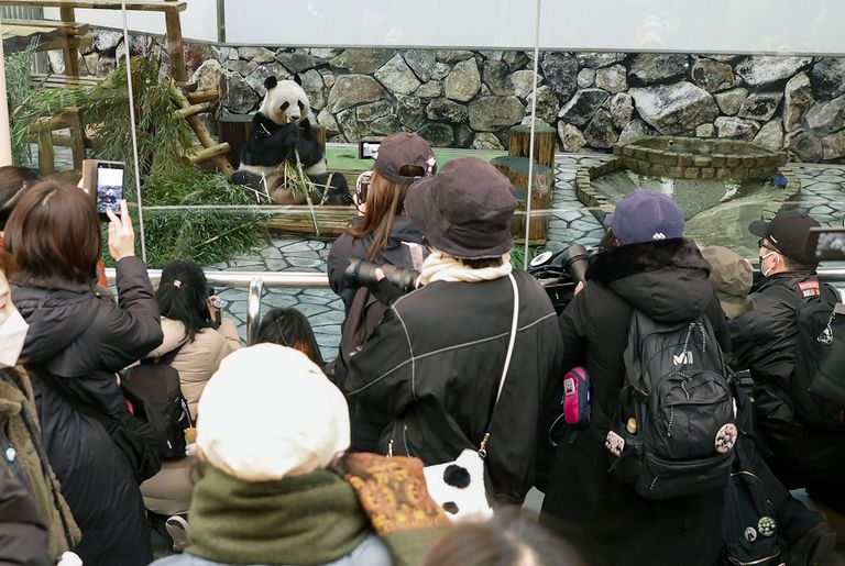 الباندا شيانغ شيانغ