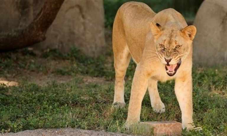 حديقة حيوان أرينار آنا أحد أماكن السياحة في تشيناي