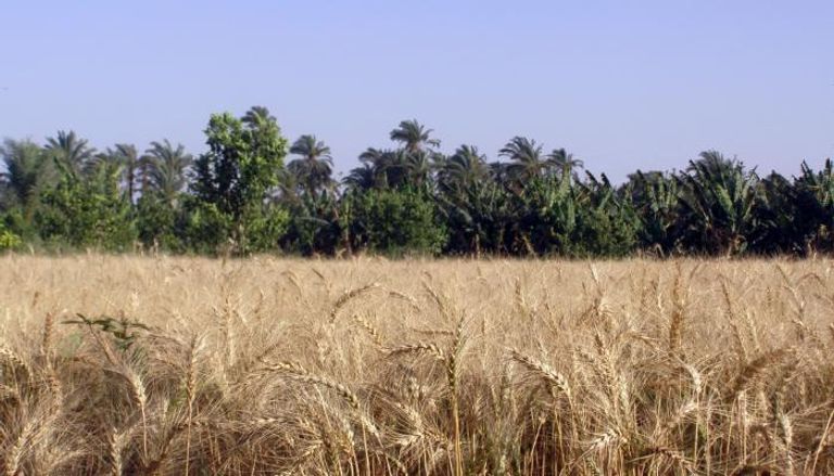 محصول القمح تراجع بمقدار الربع