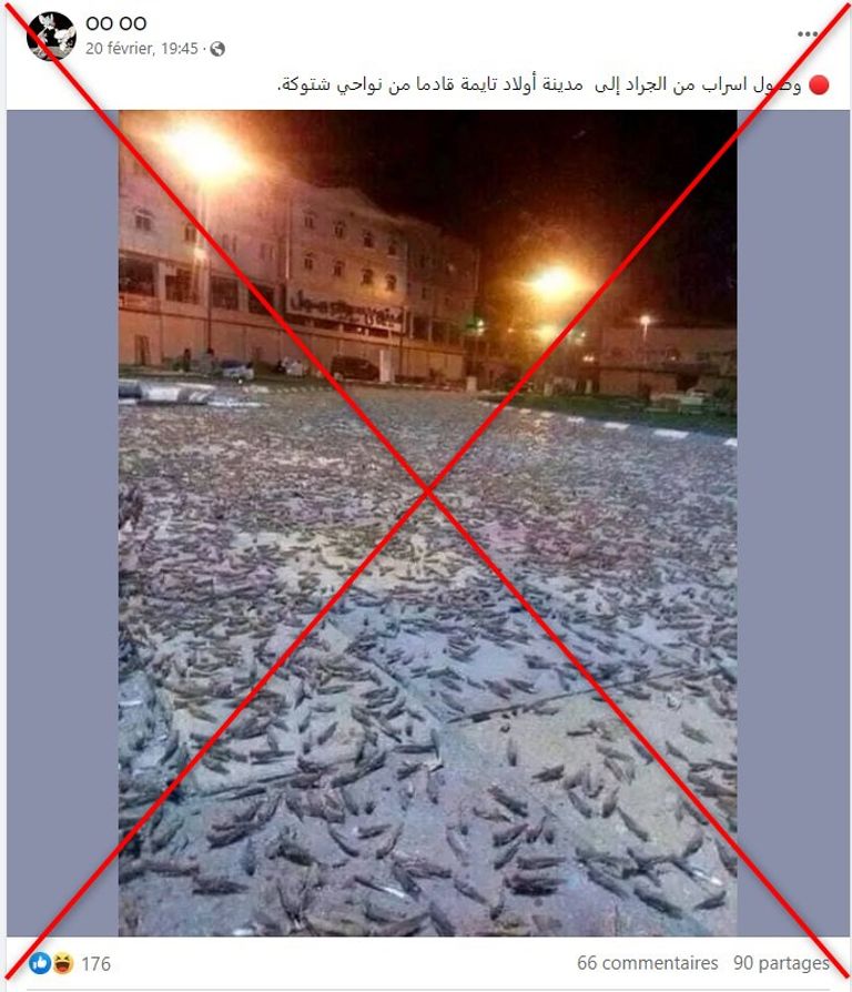 أسراب جراد