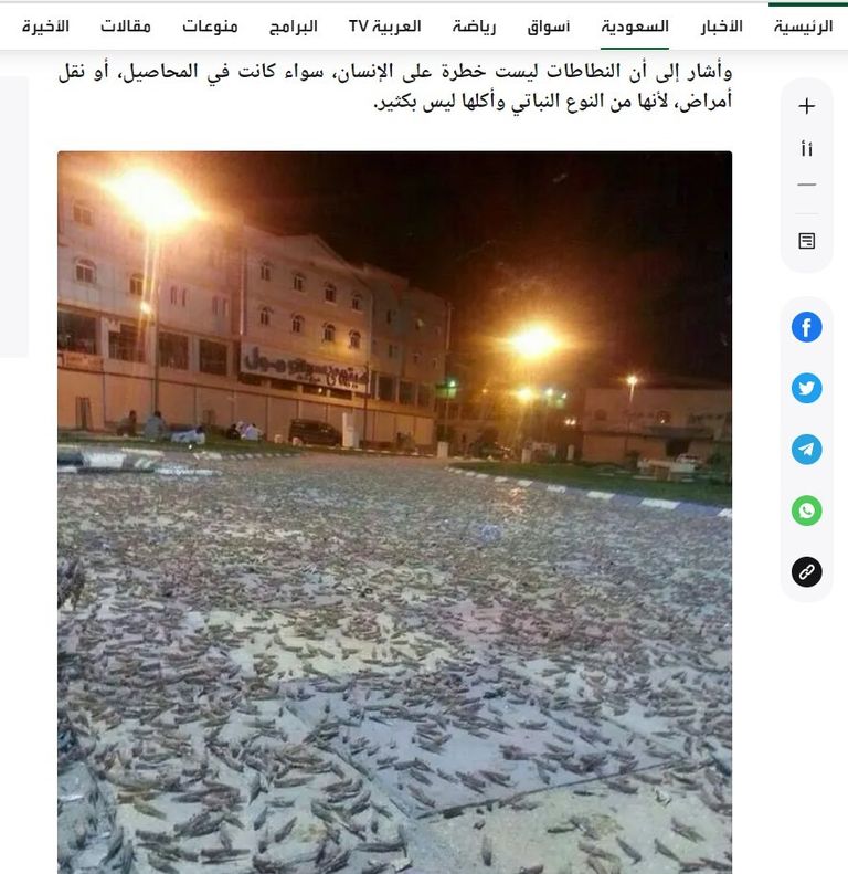 أسراب جراد