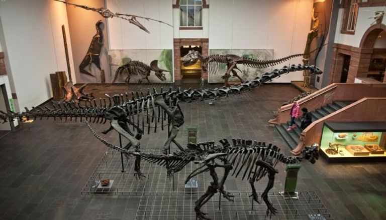 المتحف يشتهر بعرض هياكل الديناصورات الضخمة - أرشيفية