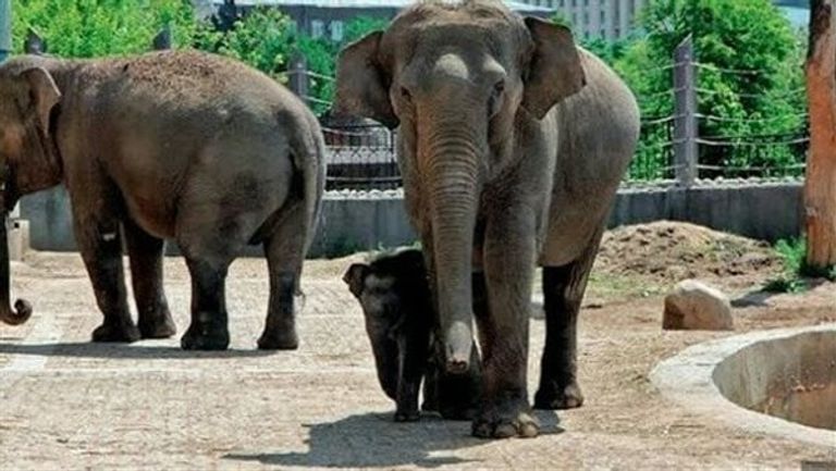 حديقة الحيوان بالإسكندرية أحد أجمل الأماكن الترفيهية للأطفال في الإسكندرية أفضل الأماكن الترفيهية للأطفال في الإسكندرية