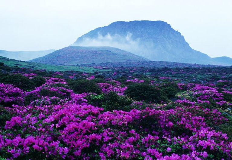  السياحة في جزيرة جيجو.. 5 روائع طبيعية ساحرة وتكلفة زيارتها 143-114203-places-tourism-jeju-island-3