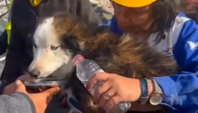 إنقاذ كلب من تحت الأنقاض بعد أكثر من 3 أسابيع من زلزال تركيا