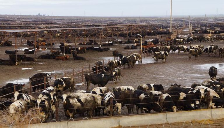 مزرعة أبقار في البرازيل- أرشيفية