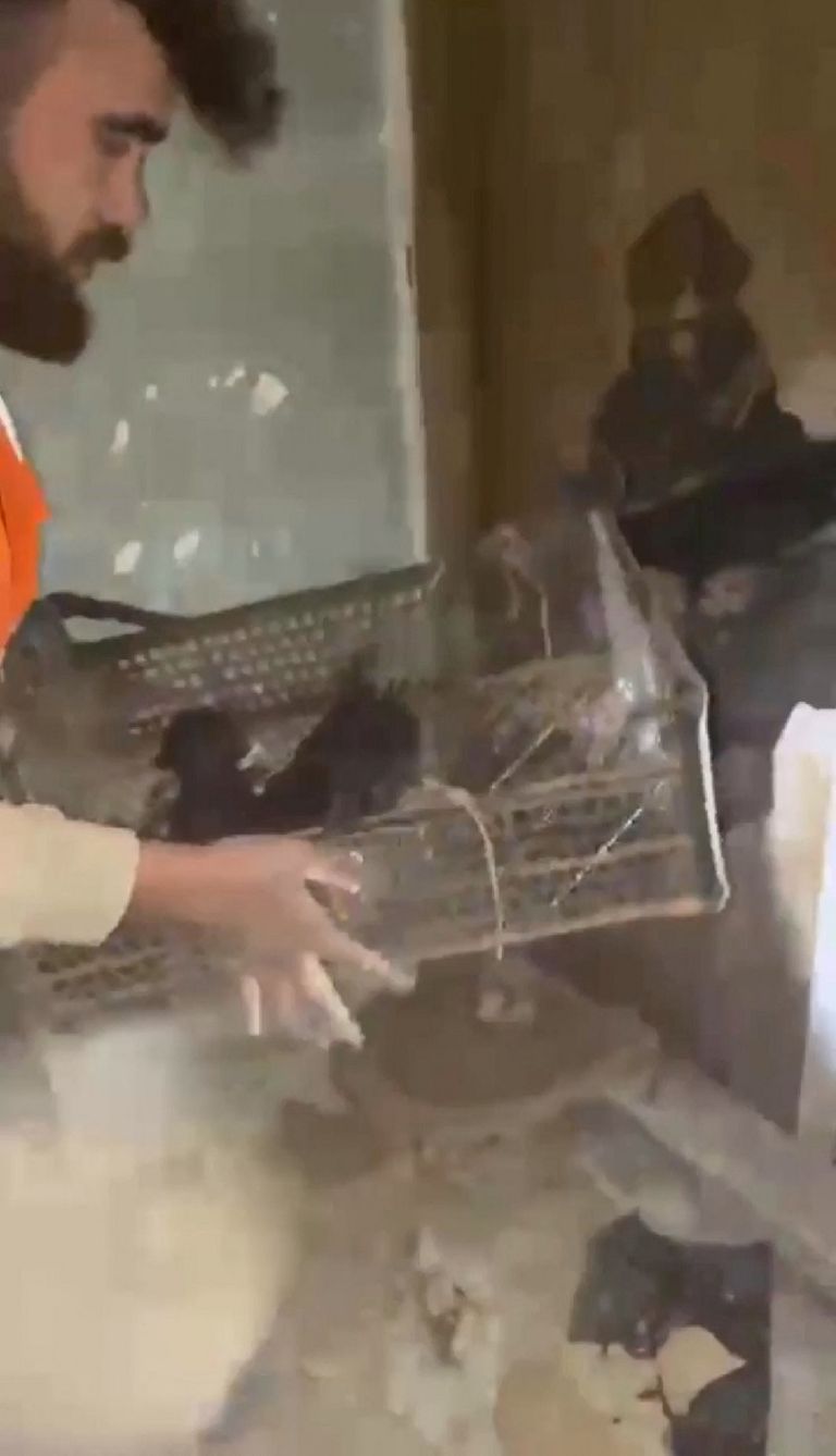 الكلبة سيلا