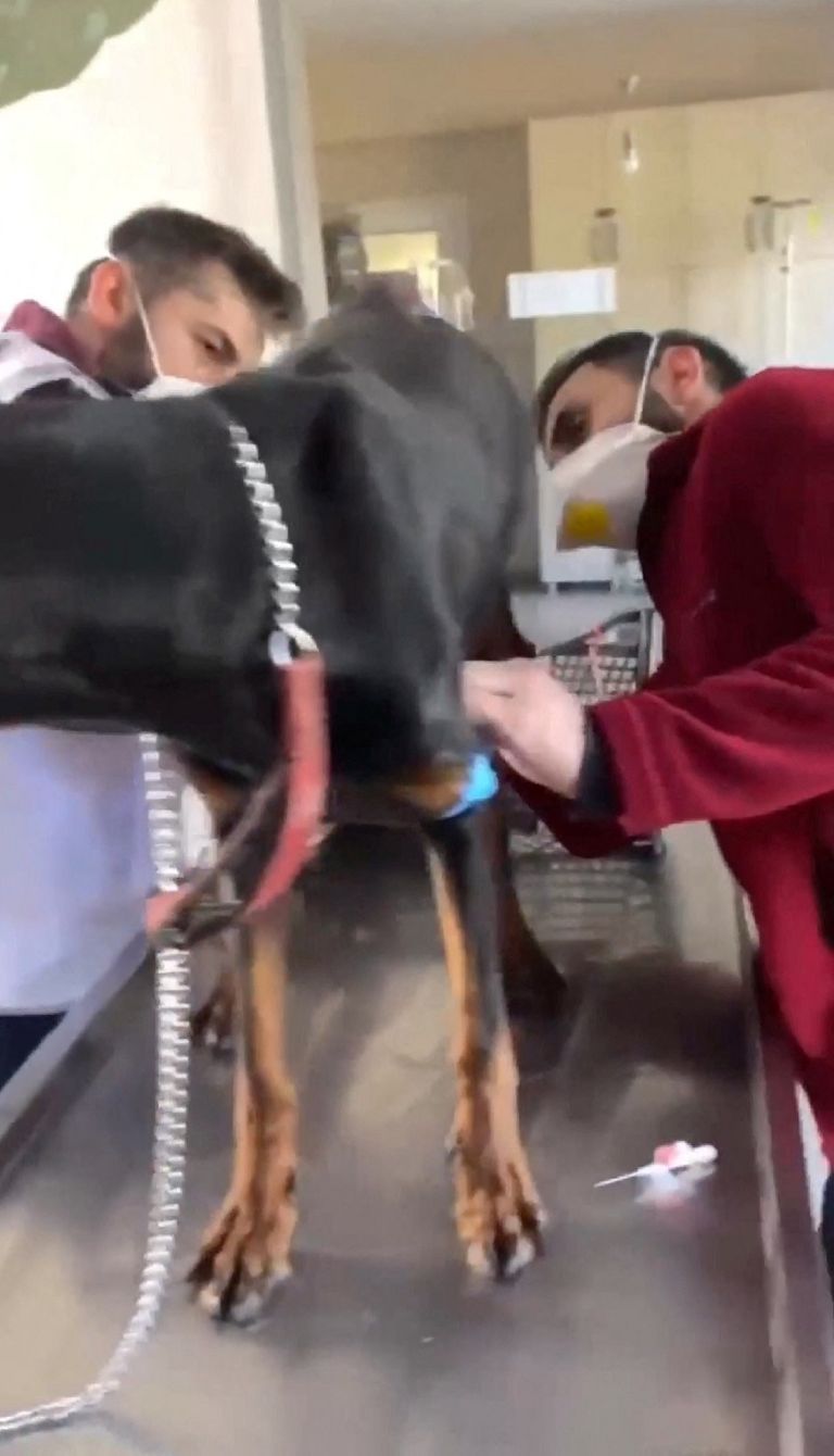 الكلبة سيلا