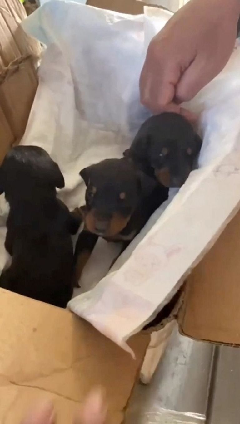 الكلبة سيلا