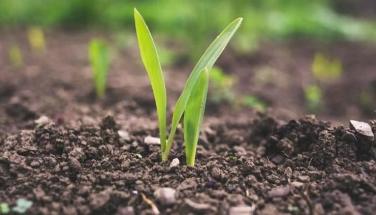 قطاع الزراعة سيضيف درجة مئوية لحرارة الأرض بحلول 2100