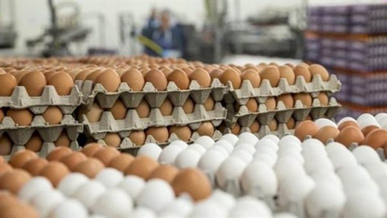 ارتفاع أسعار البيض في مصر