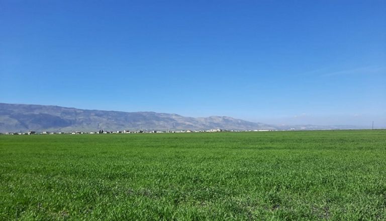 تراجع الأمطار سيؤثر على جودة المحصول