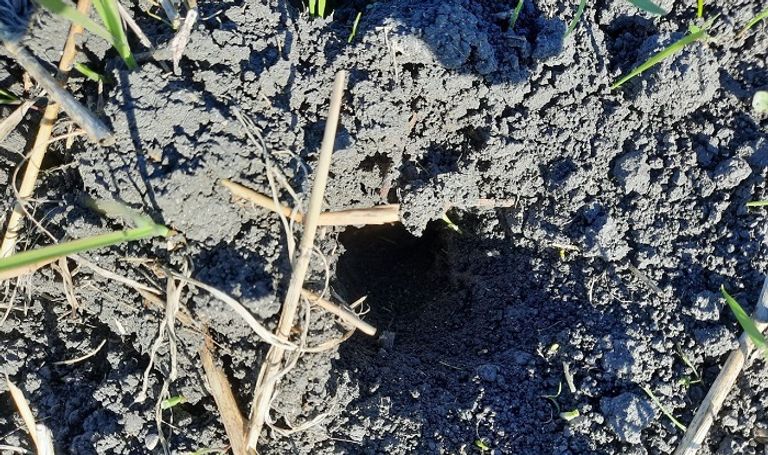 جحر للفئران في أحد مزارع القمح