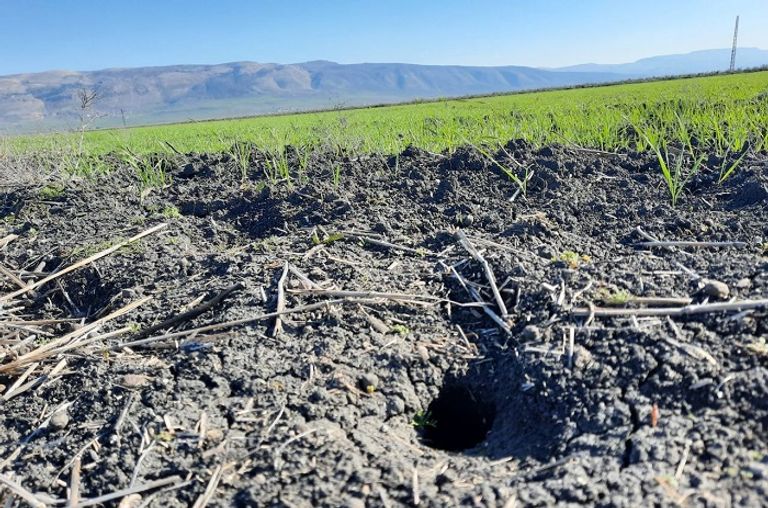 أحد جحور فئران الحقل