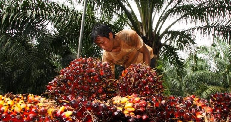 حبوب زيت النخيل شوكولاتة "نوتيلا" في خطر