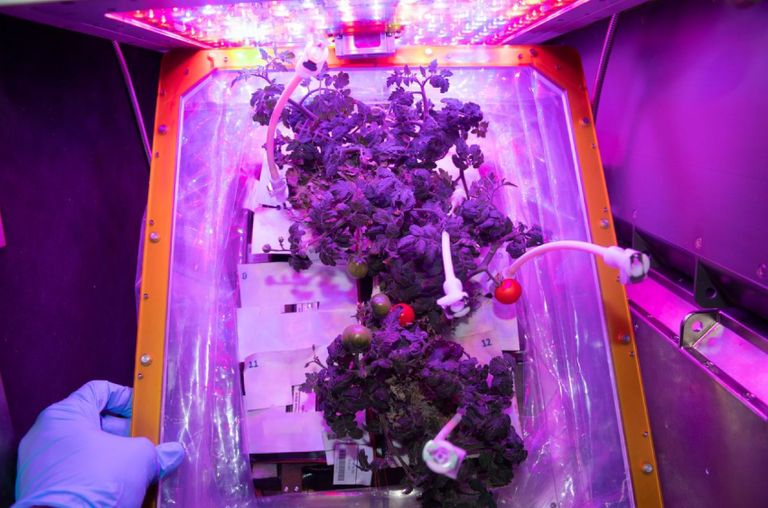 سلطان النيادي