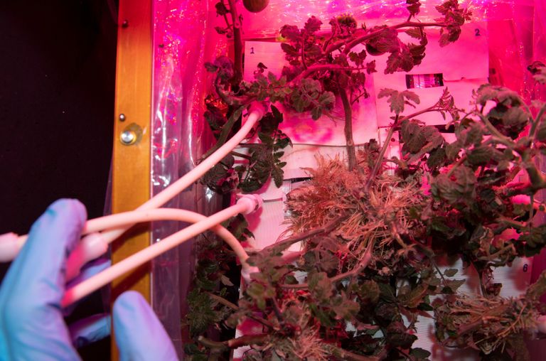 سلطان النيادي