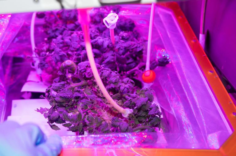 سلطان النيادي