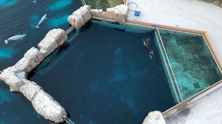 صحة كيسكا تدهورت في الأسابيع الأخيرة