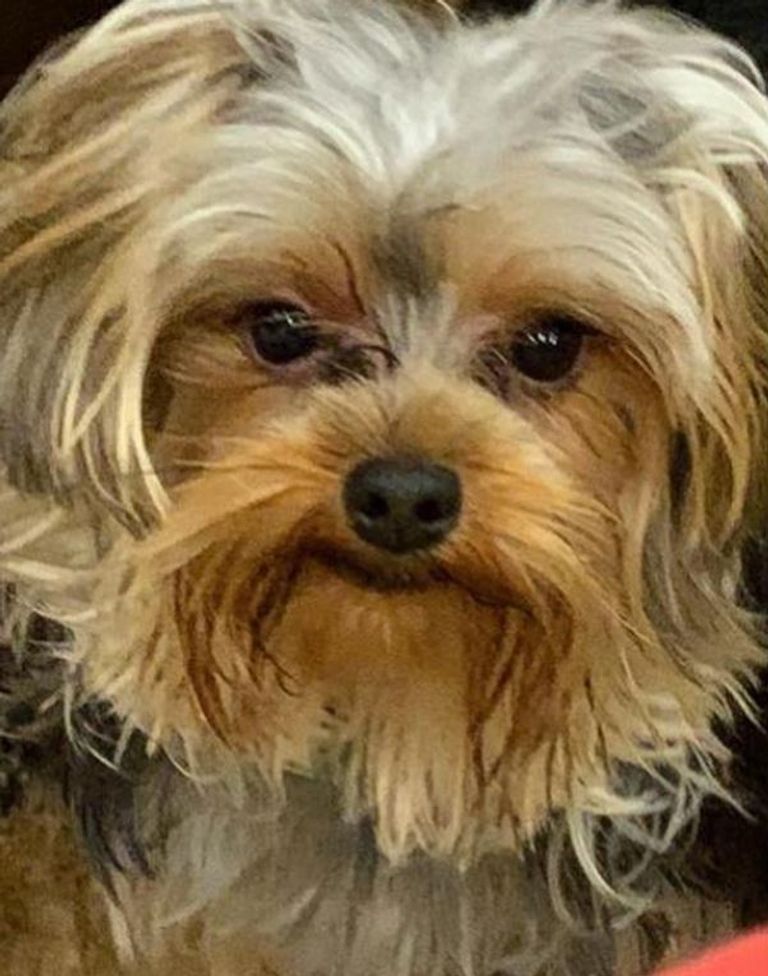 ريهام عبدالغفور - أرشيفية