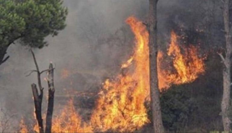 حريق في غابات الصنوبر بتونس