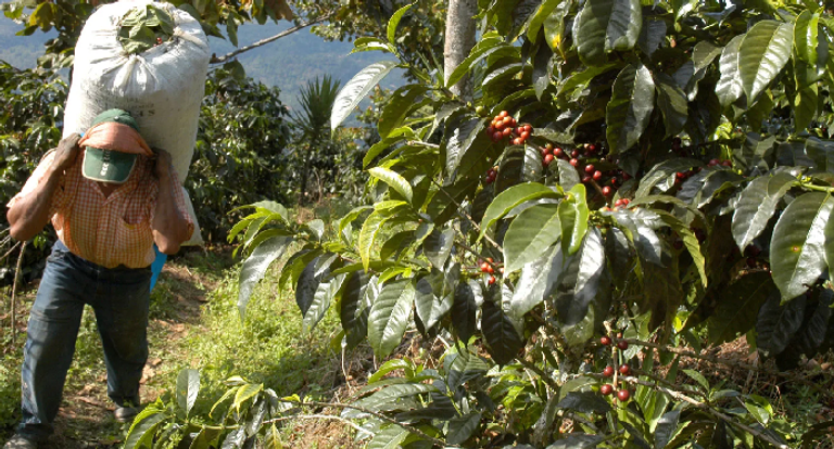 تغير المناخ يهدد اقتصاديات مزارعي البن