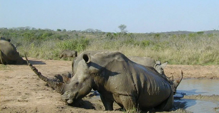 منتزه مانوفو جوندا سانت فلوريس الوطني أحد أماكن السياحة في جمهورية أفريقيا الوسطى