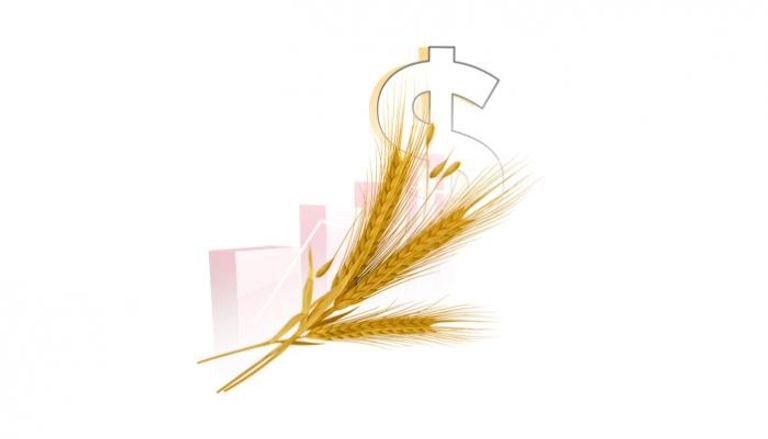 جنون أسعار القمح على وقع اتفاق الحبوب