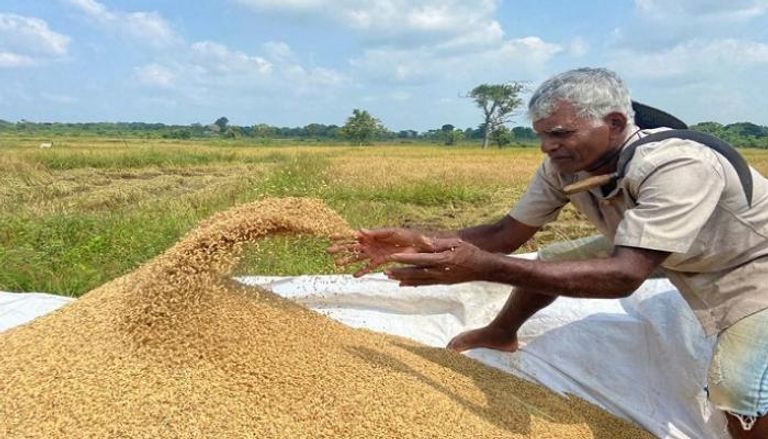 مزارع يعمل بحقل أرز في سريلانكا - رويترز