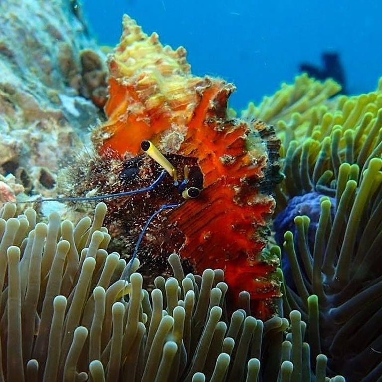Anemone Reef منطقة غطس Koh Samui بتايلاند