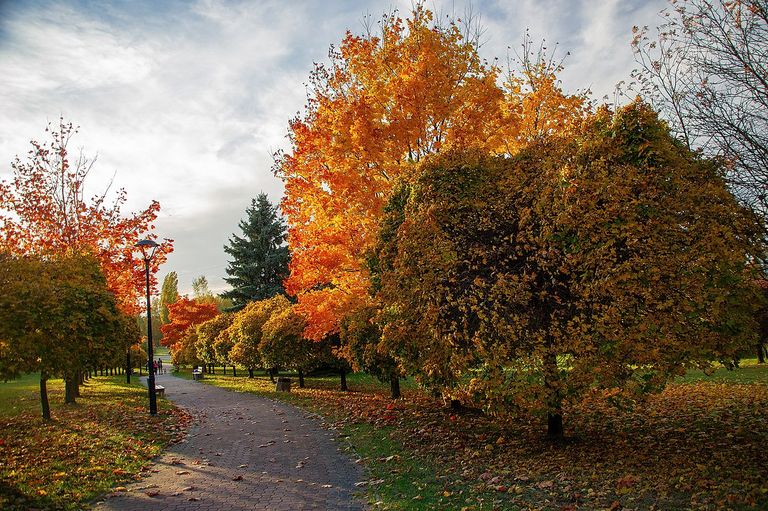 أحد مظاهر الخريف في النصف الجنوبي من الأرض