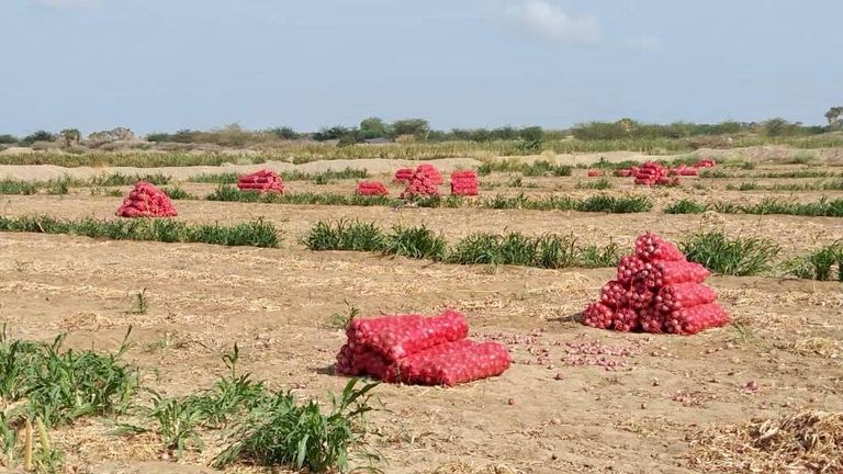 مزارعون يجمعون البصل في الساحل الغربي لليمن