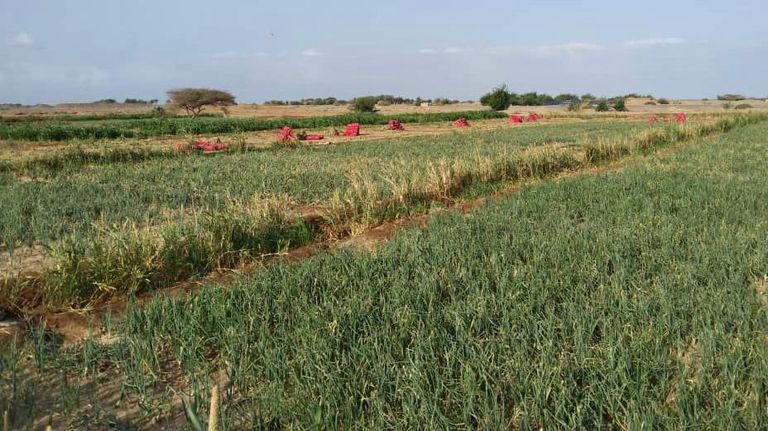 مزارعون يجمعون البصل في الساحل الغربي لليمن