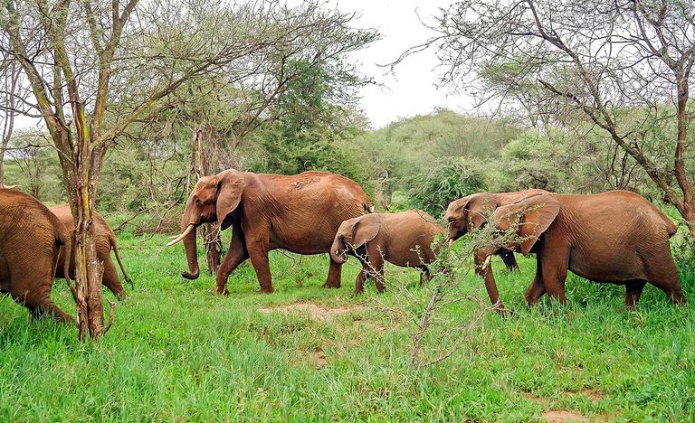 حديقة لوبي الوطنية أحد أماكن السياحة في الجابون السياحة في الغابون.. 5 مواقع خلابة لعشاق الطبيعة