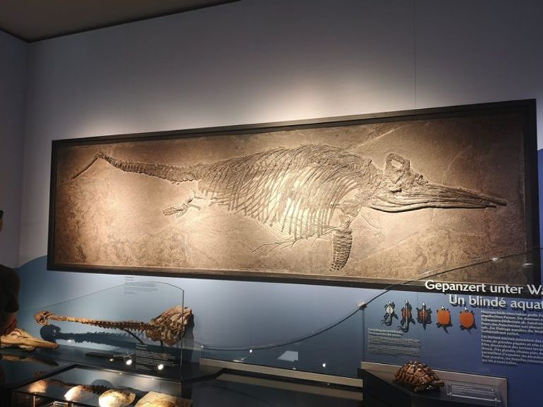 متحف التاريخ الطبيعي أفضل الأماكن الترفيهية للأطفال في لوكسمبورغ 5 من أفضل الأماكن الترفيهية للأطفال في لوكسمبورغ