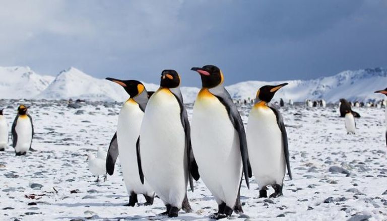 انخفاض أعداد طيور البطريق قد يكون له تأثير على دورة الحديد في المحيط الجنوبي