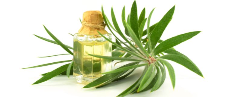 زيت شجرة الشاي لعلاج حب الشباب الهرموني أسباب حب الشباب الهرموني