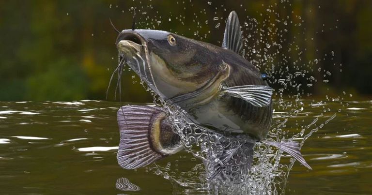 التماسيح من أقدم المخلوقات وأكثرها رعبا على هذا الكوكب- أرشيفية