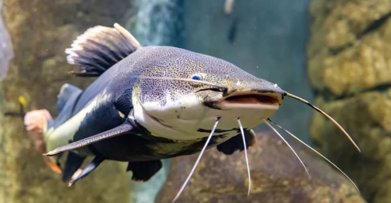 التماسيح من أقدم المخلوقات وأكثرها رعبا على هذا الكوكب- أرشيفية