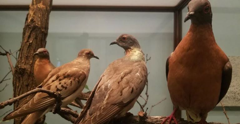 حيوان الماموث