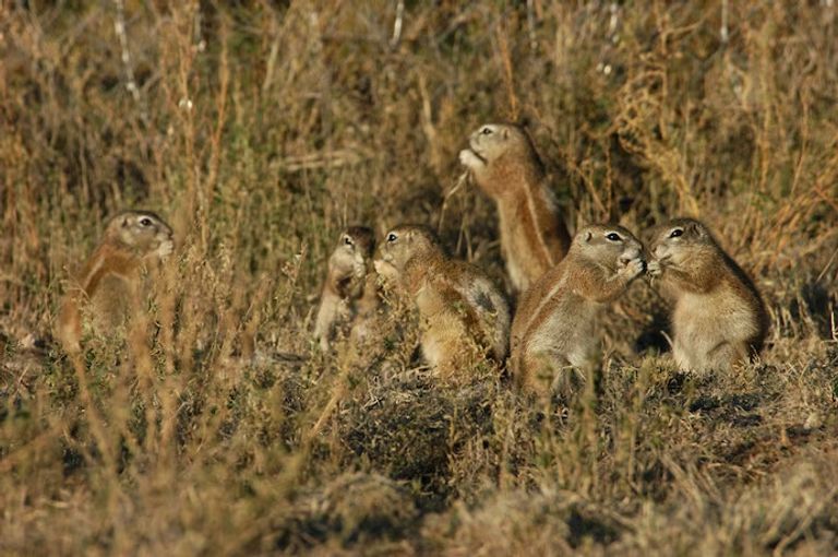 سناجب - أرشيفية